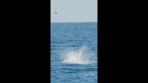 dolphin video
