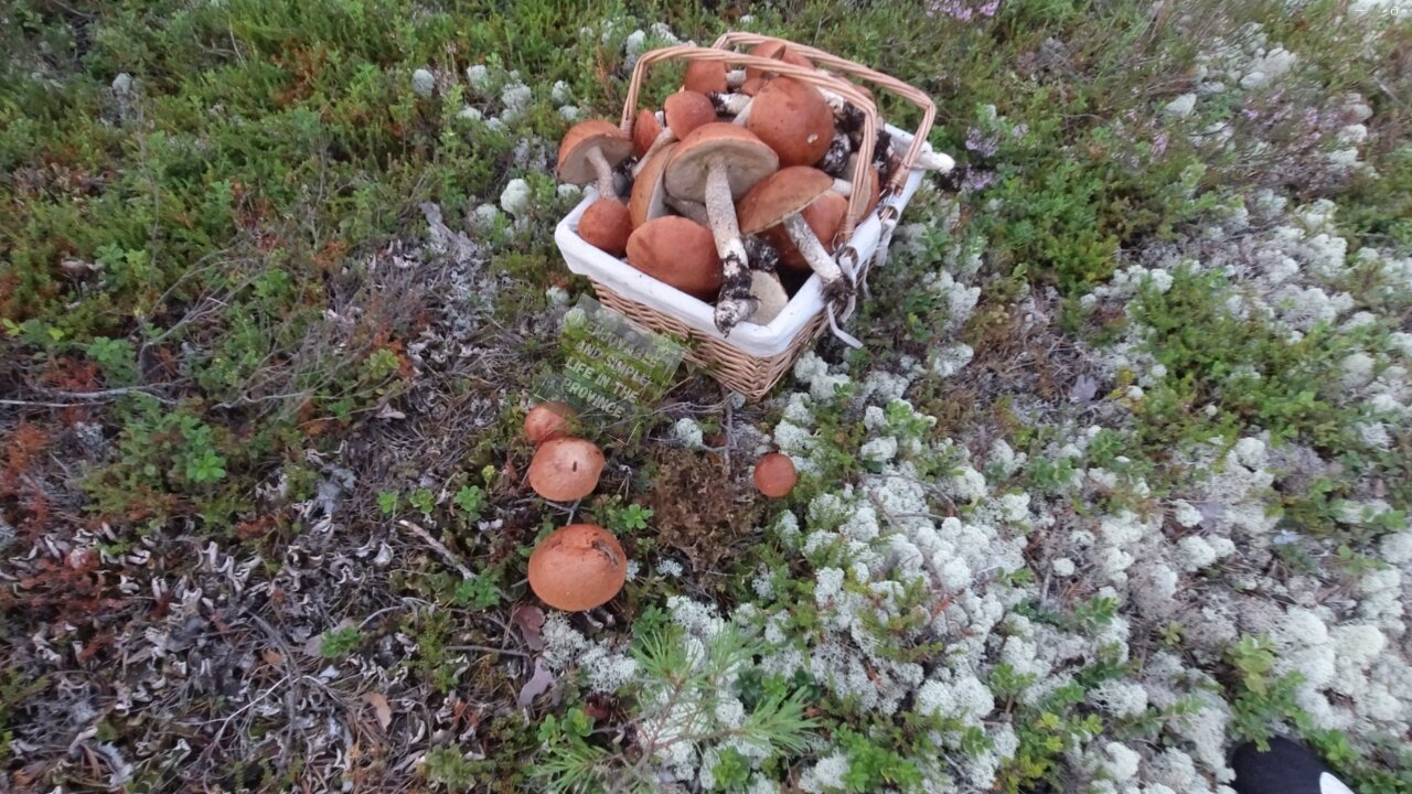 GIANT WILD MUSHROOM FORAGING IN FINLAND! ASMR! NATURE. PICKING! HUNTING!