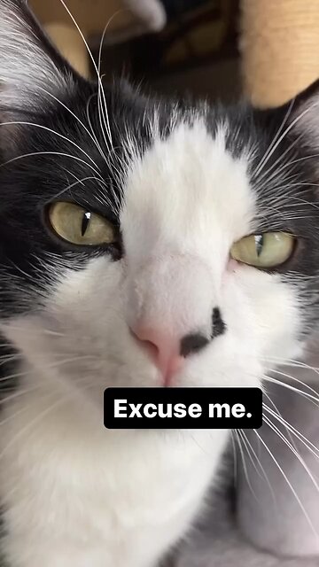 Excuse me. It’s been 5 minutes since you paid attention to me.