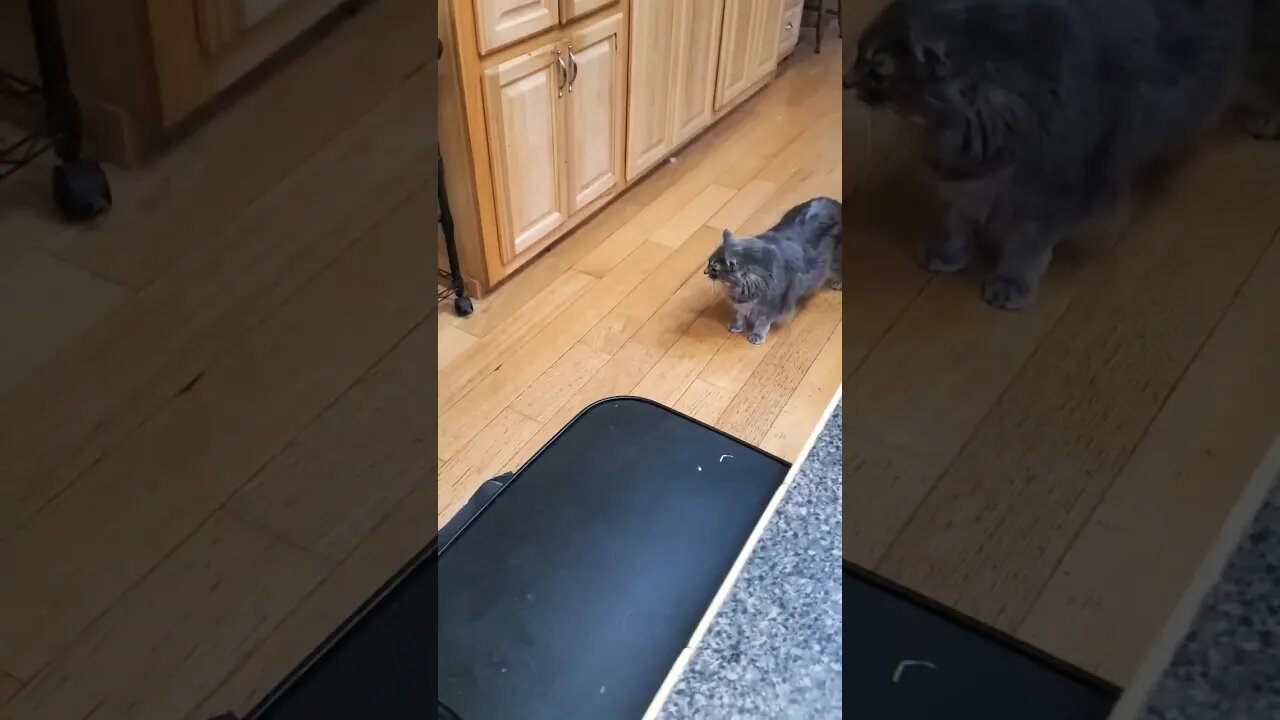 stand off of the pets.