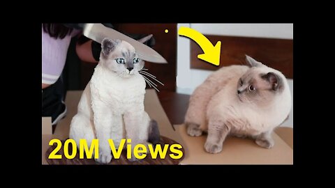 Cat Reaction to Cake that is similar to cat