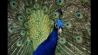 Hundreds of peacocks fly downhill in Chinese temple