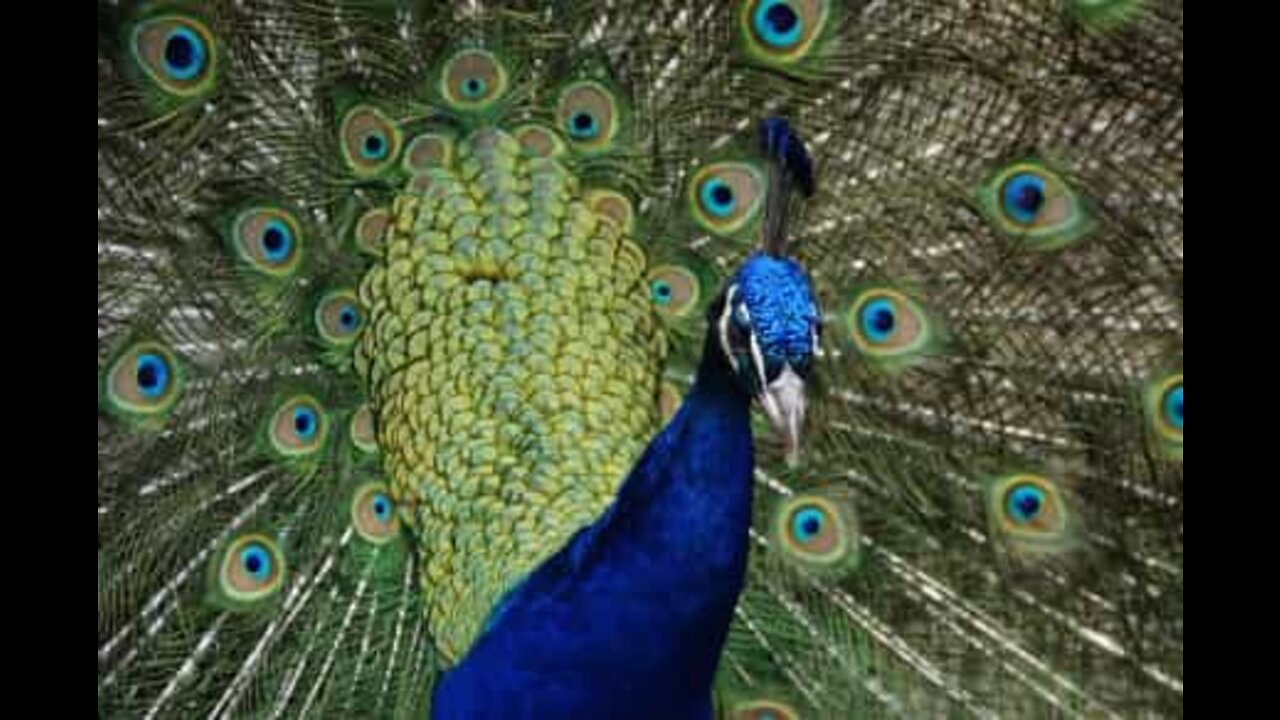 Hundreds of peacocks fly downhill in Chinese temple