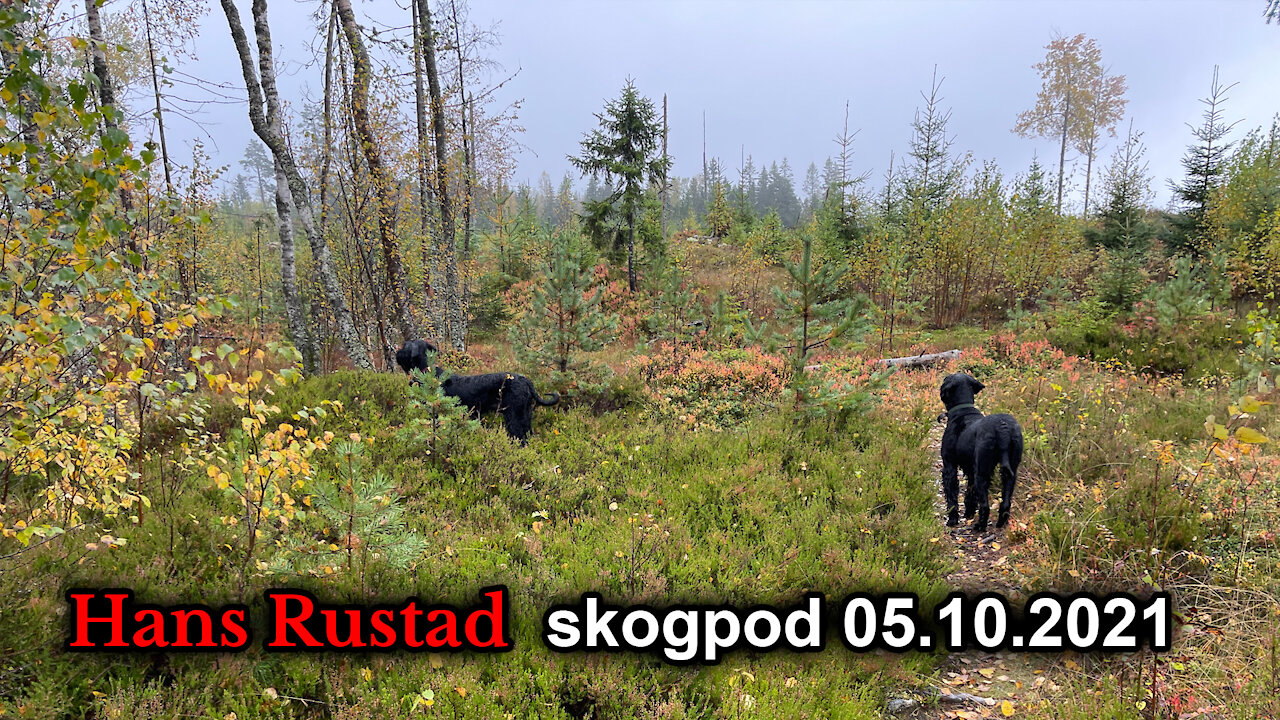 Skogpod 5. oktober: De avmektiges brøl