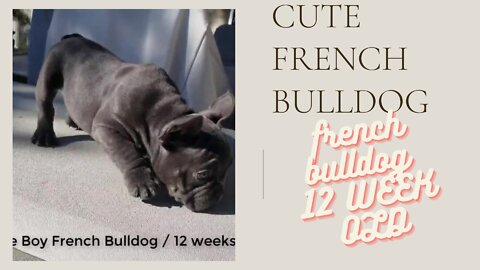 CUTE LOVELY FRENCH BULLDOG 12 WEEKS OLD