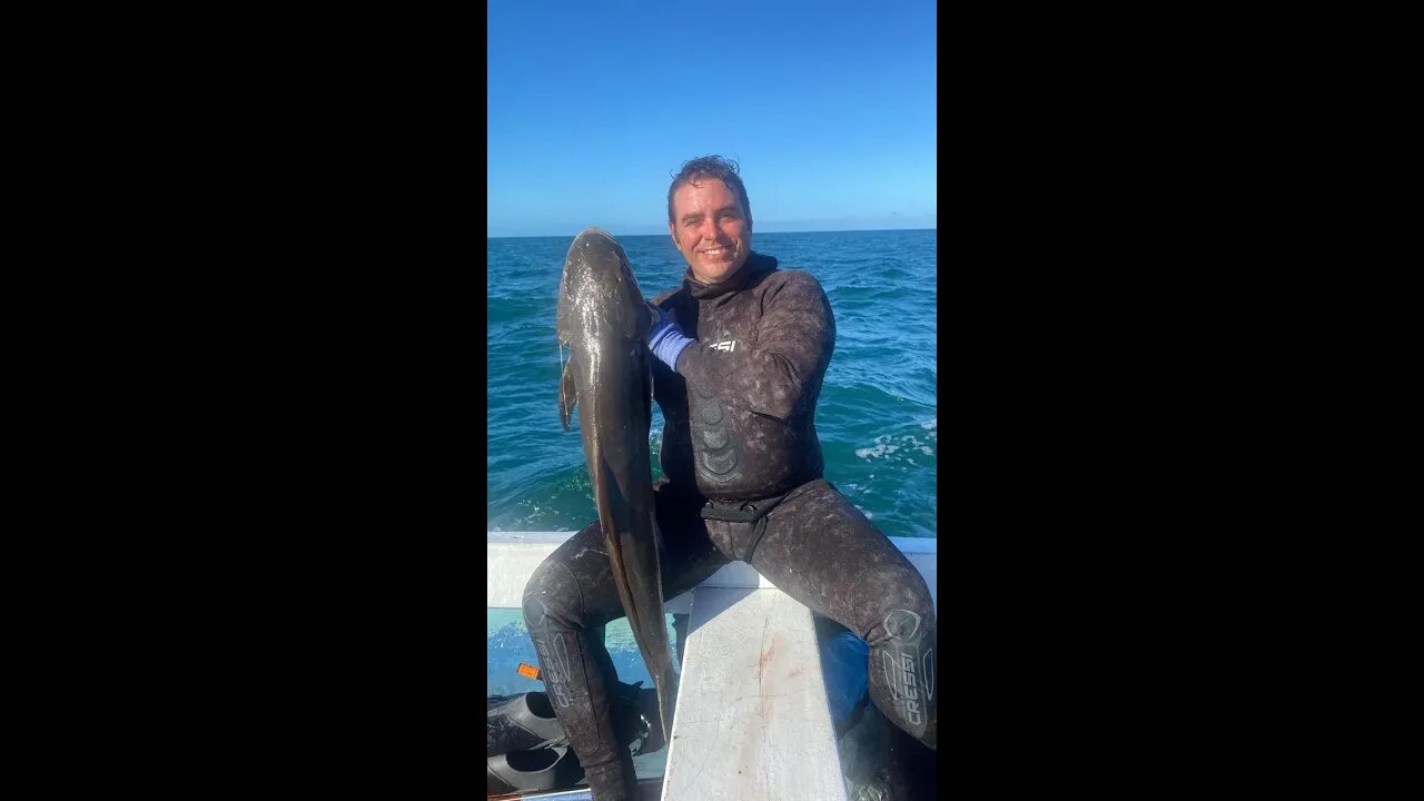 Pesca Sub - Bijupirá 11 Kg #shorts #pescasub #spearfishing