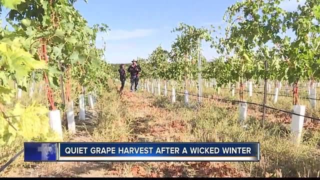 Quiet grape harvest after wicked Idaho winter