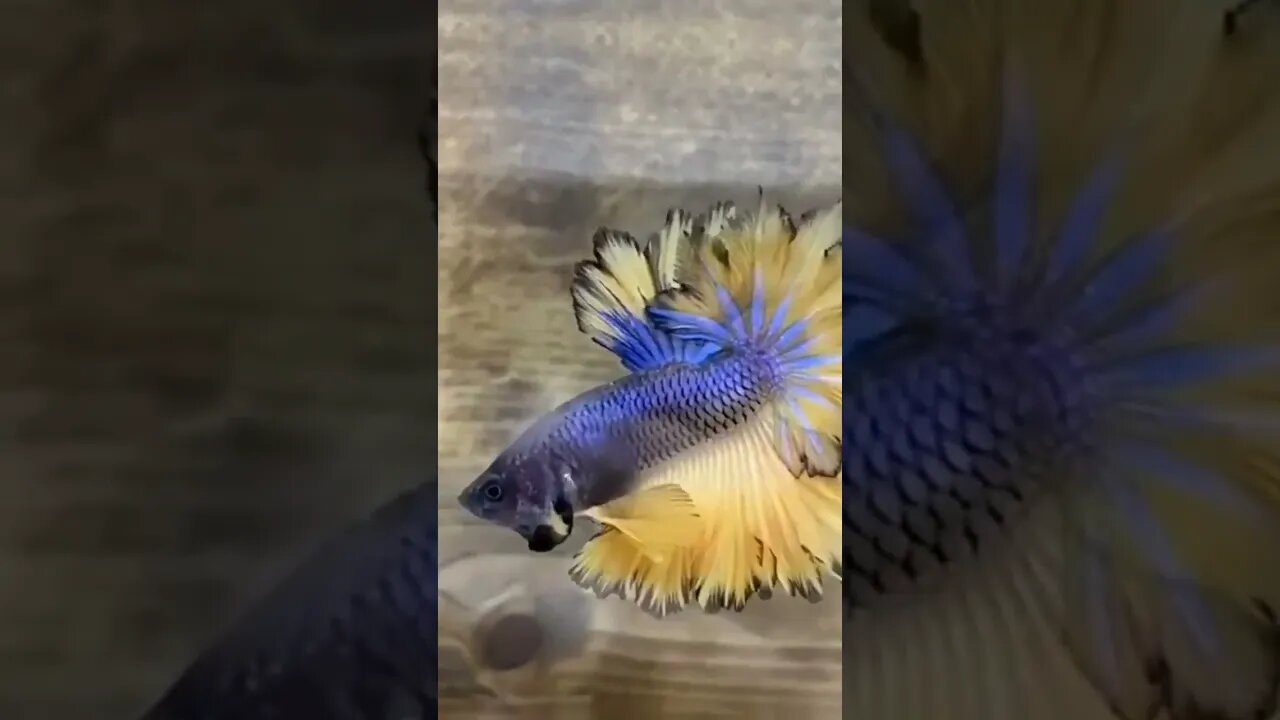 Blue Betta Fish l #shorts l #bluebettafish l #youtubeshorts l @BikisAviary