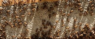 Harvesting the Honey