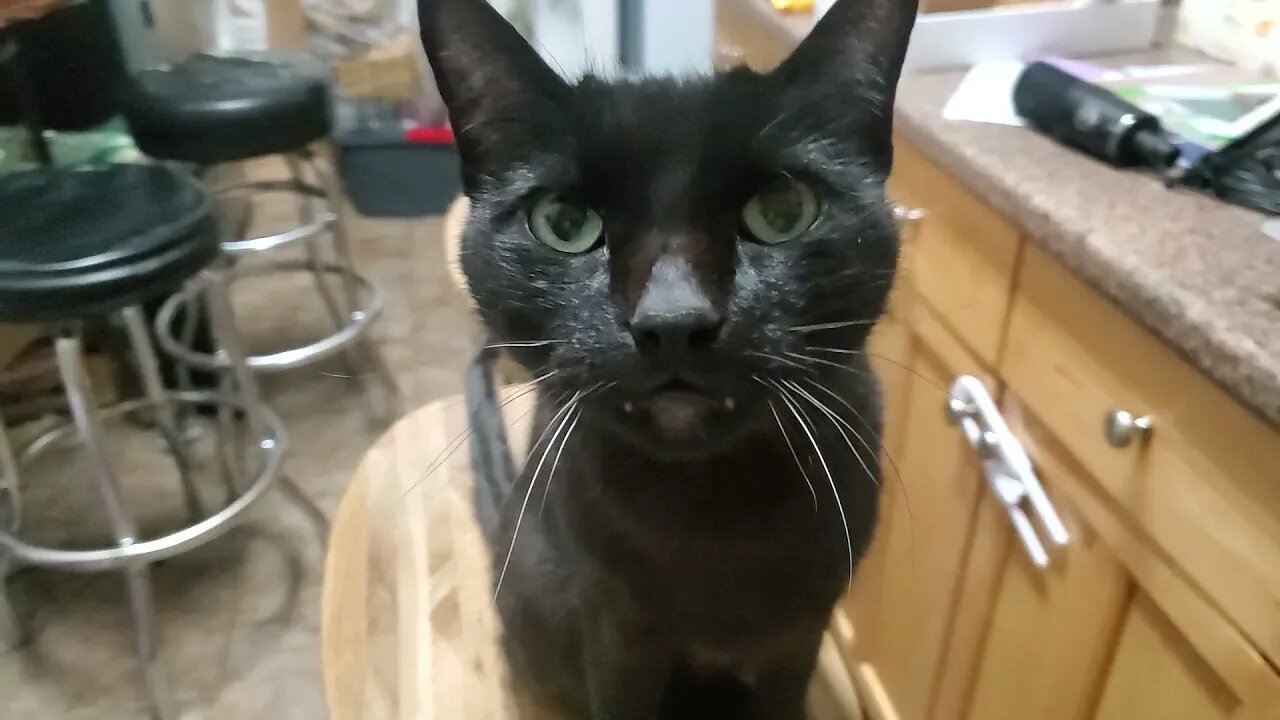 Clinton the cat turns 12 and he's as controversial as ever.