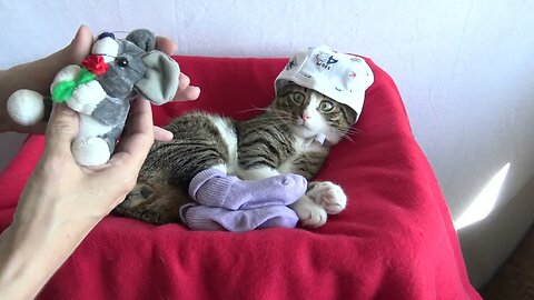 This Funny Cat Wears Socks