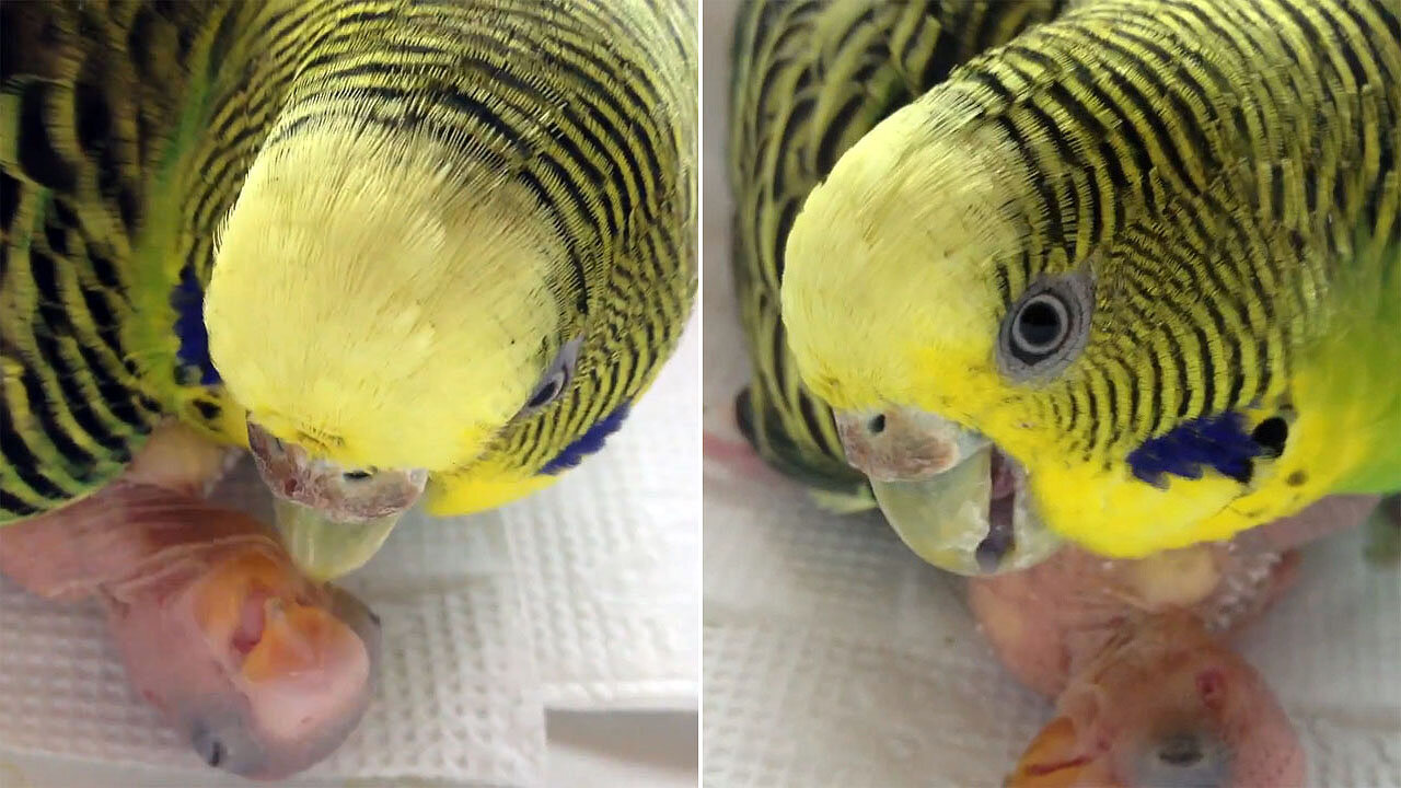 Cute parrot feeding its baby 2021