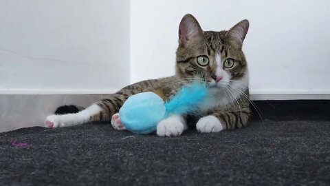 Cat in the Corner Does not Care about the Toy
