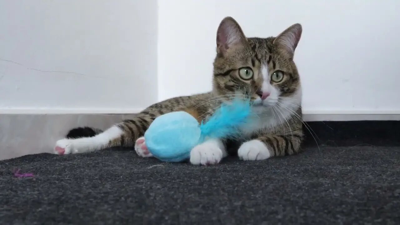 Cat in the Corner Does not Care about the Toy