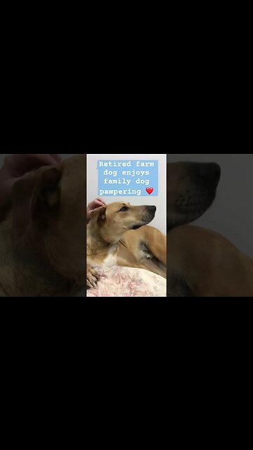 Retired farm dog enjoys pampering ❤️
