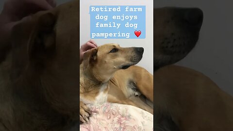 Retired farm dog enjoys pampering ❤️