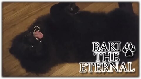 The Cutest Puppy Pomeranian Baby Baki Bear