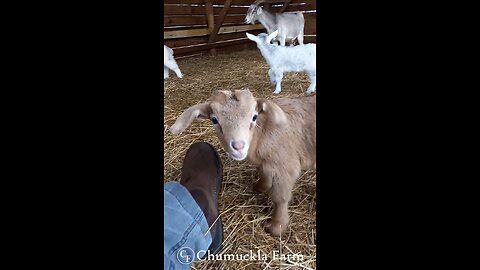 Hanging out with the Baby Goats