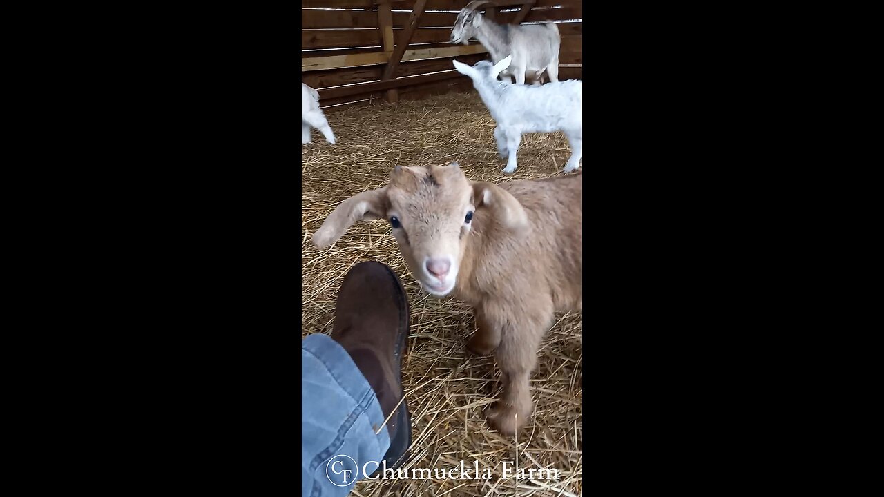 Hanging out with the Baby Goats