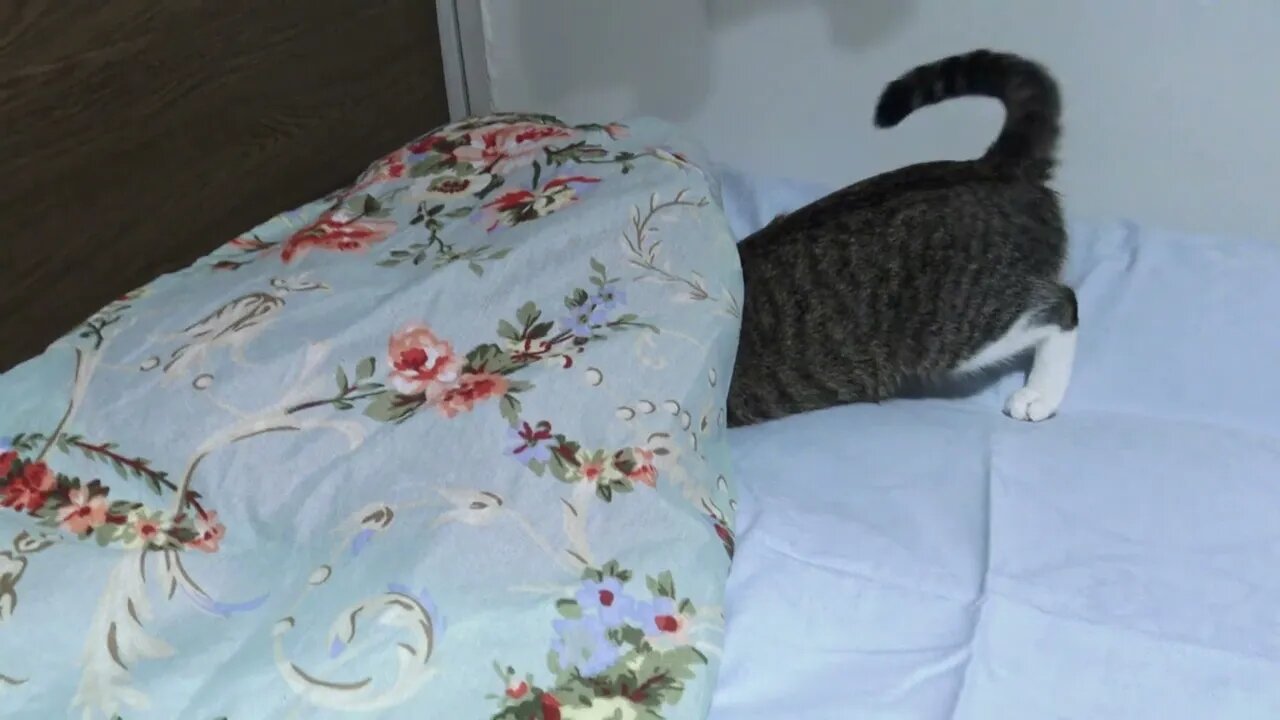 Cat Sticks His Head under the Pillow