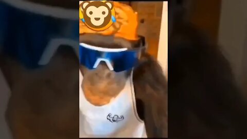 bad monkey