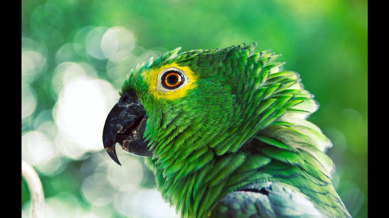 Watch a colorful parrot playing in its cage