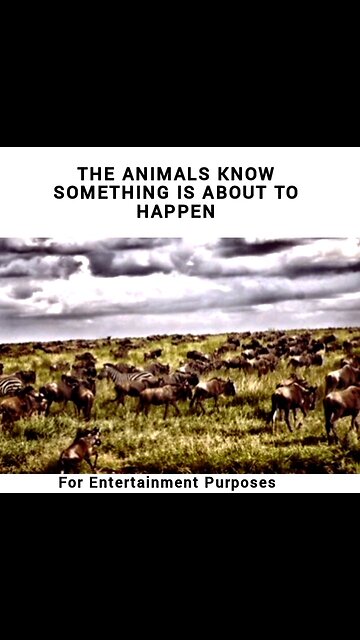 CAN ANIMALS PREDICT CATACLYSMIC EVENTS?