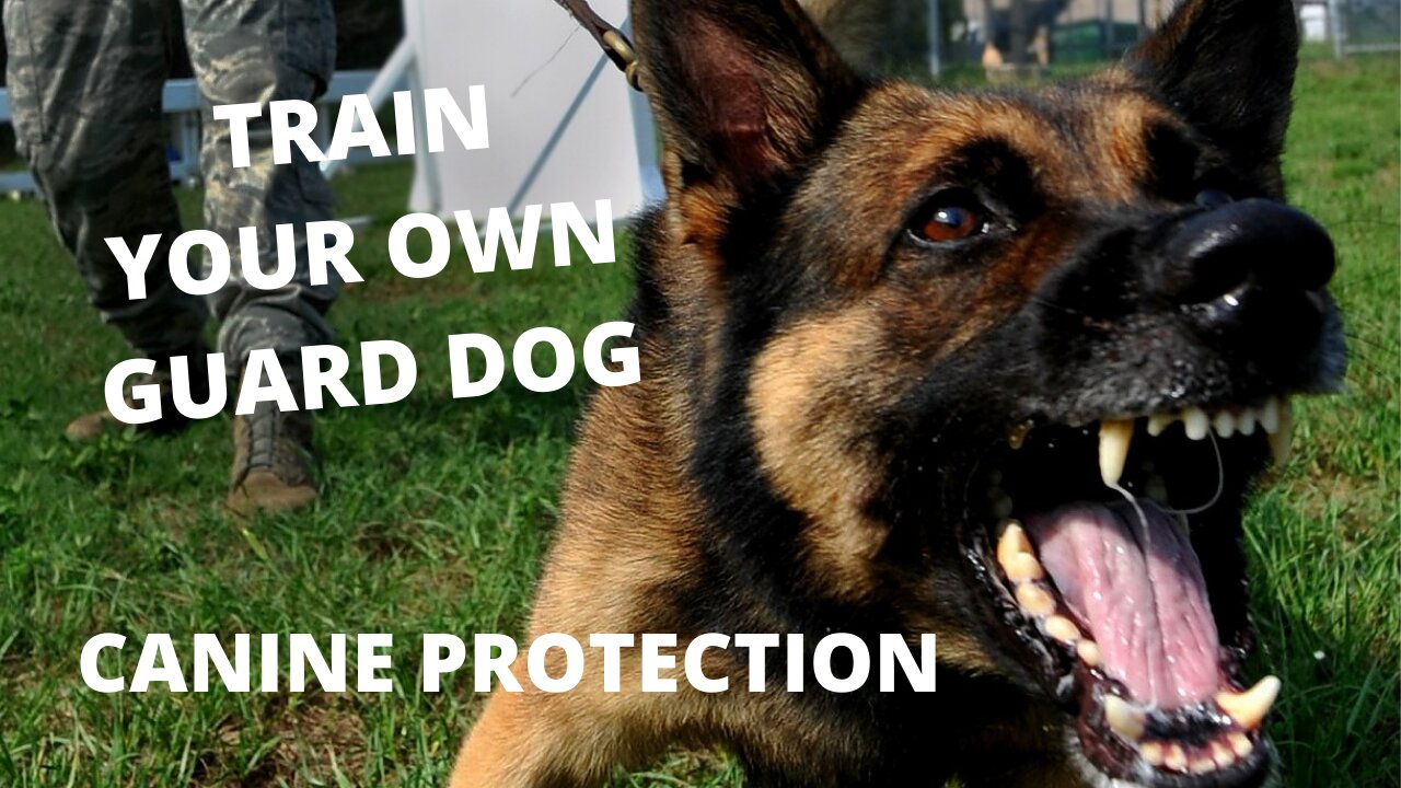 Step by Step Training to Make your Dog the Ultimate Guard Dog