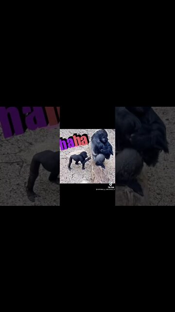 the best funny animals 🤣 welcome to animal planet 😂😂