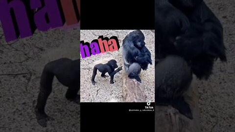 the best funny animals 🤣 welcome to animal planet 😂😂