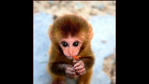 Monkey