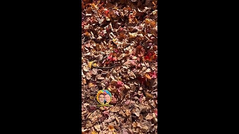 DO YOU SEE THE SNAKE?