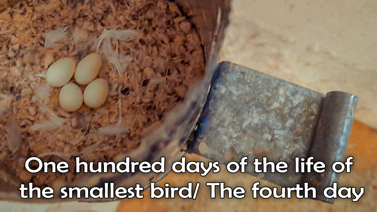 One hundred days of the life of the smallest bird/ The fourth day