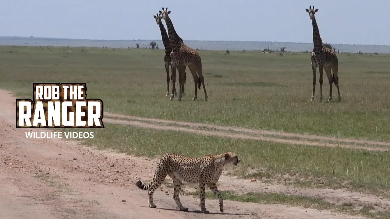 Fastest And Tallest (Cheetah and Giraffe) | Lalashe Maasai Mara Safari