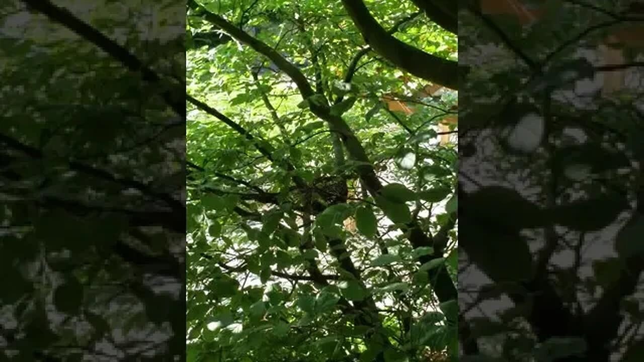 BABY DOVES HATCHING RIGHT OUTSIDE MY WINDOW