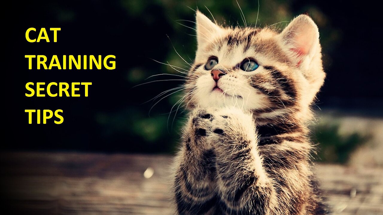 Cat Training secret Tips 01