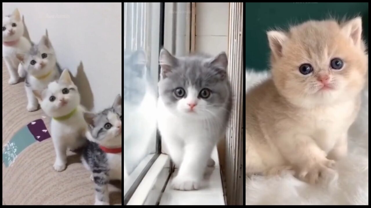 Baby Cats - Cute and Funny Cat Videos Compilation | cat funny video