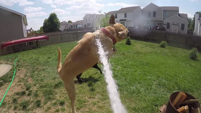 Try Not To Laugh At These HILARIOUS Bouncing Dogs