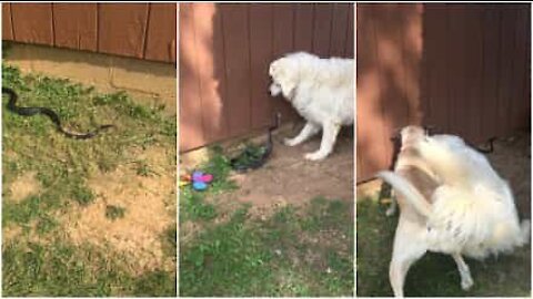 Cani lanciano un serpente sulla padrona per sbaglio