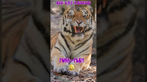 BIG CAT JOKE #3~Jasmine thinks it’s pretty hysterical! #cats #bigcatrescue #catreels #funnyvideo