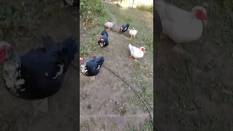 Muscovy Drakes coming for their dinner