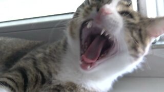 Sweet Kitten Yawns