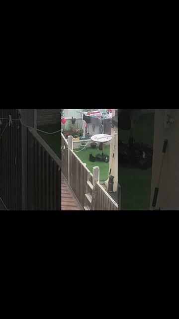 My neighbour has a fat cat-black Garfield lol