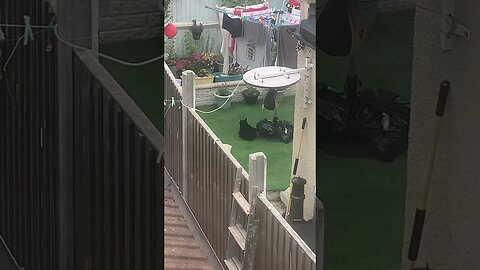 My neighbour has a fat cat-black Garfield lol