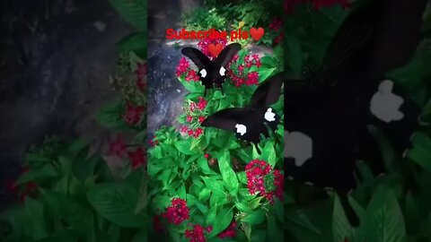 #youtubeshorts amazing video❤️❤️