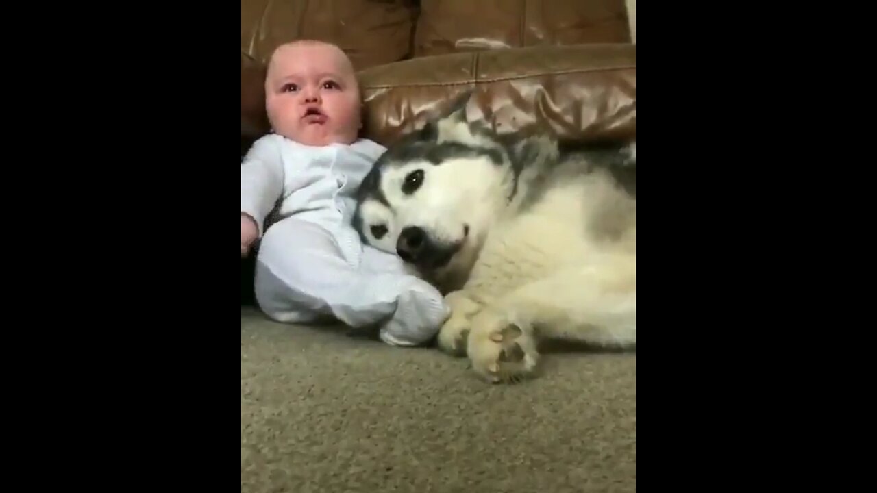 Cute dog and baby