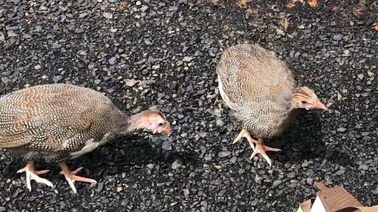 Guinea fowl keets 10 weeks old, enjoying the sun during the flood