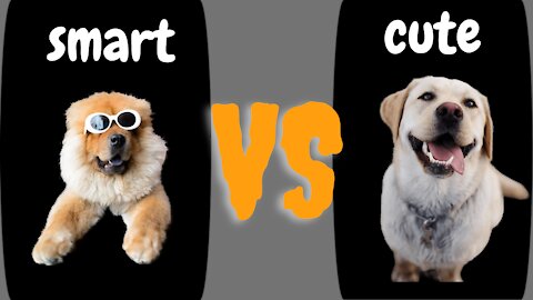 cute dogs funny video X smart dogs