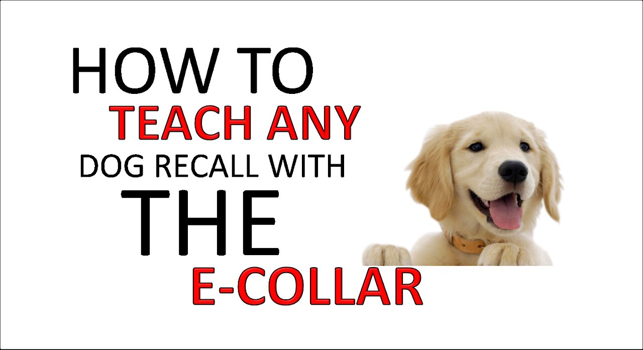 HOW TO TEACH ANY DOG RECALL WITH THE E-COLLAR