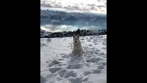 dog lovers ❤️❤️❤️❤️❤️